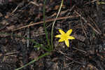 Fringed yellow star-grass